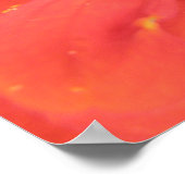 Red Zinnia Macro Print Poster (Ecke)