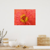 Red Zinnia Macro Print Poster (Küche)