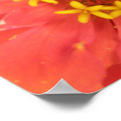 Red Zinnia Macro Print Poster (Ecke)