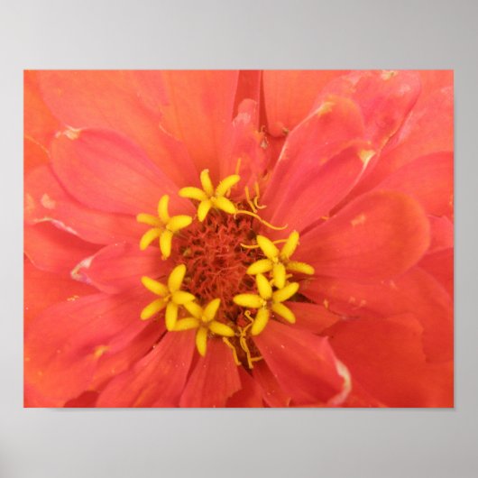 Red Zinnia Macro Print Poster (Vorne)