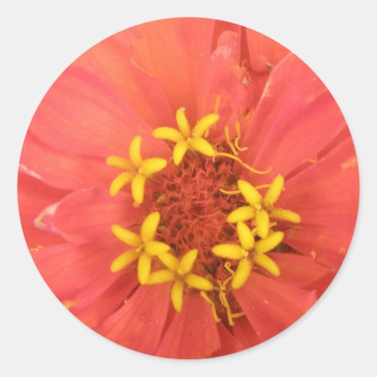 Red Zinnia Macro Stickers (Vorderseite)