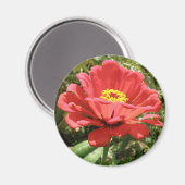 Red Zinnia Magnet (Vorderseite/Rückseite)