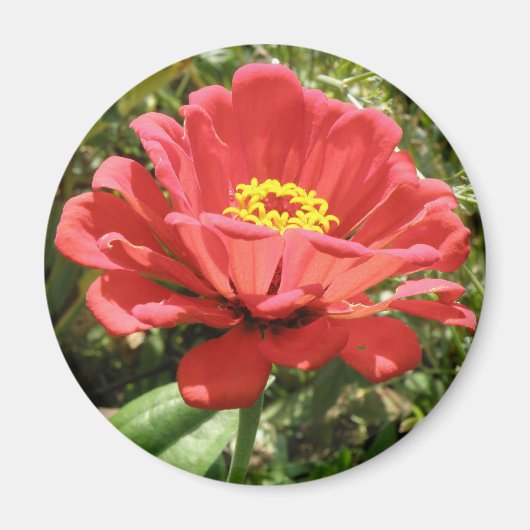 Red Zinnia Magnet (Vorne)