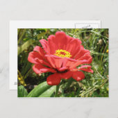 Red Zinnia Postcard Postkarte (Vorne/Hinten)