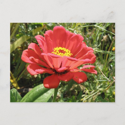 Red Zinnia Postcard Postkarte (Vorderseite)