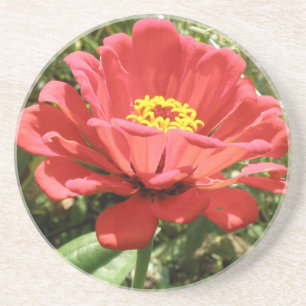 Red Zinnia Untersetzer