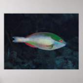 Redband Parrotfish Poster (Vorne)