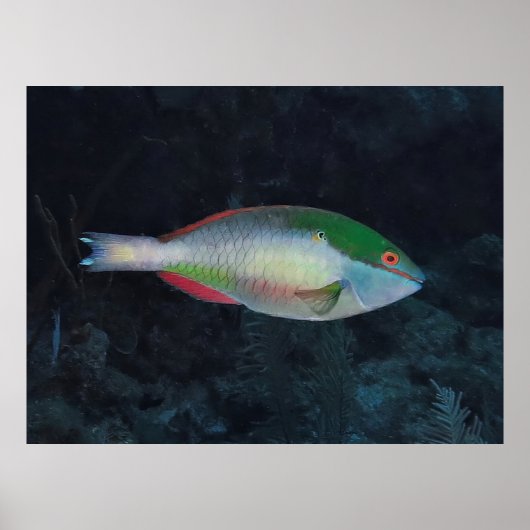 Redband Parrotfish Poster (Vorne)