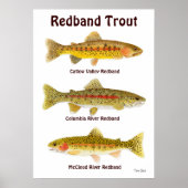 Redband Trout Poster (Vorne)