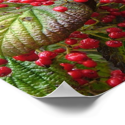 Redbeeren Poster (Ecke)
