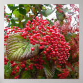 Redbeeren Poster (Vorne)