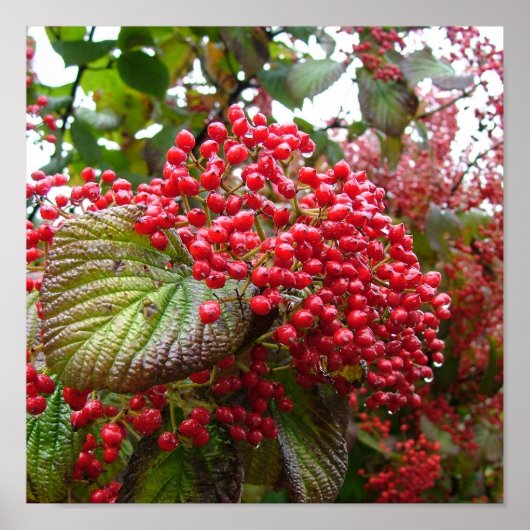 Redbeeren Poster (Vorne)