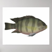 Redbelly Tilapia Poster (Vorne)