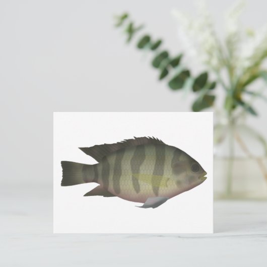 Redbelly Tilapia Postkarte (Stehend Vorderseite)