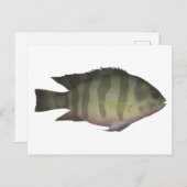 Redbelly Tilapia Postkarte (Vorne/Hinten)
