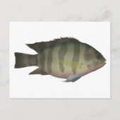 Redbelly Tilapia Postkarte (Vorderseite)