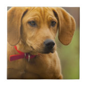 Redbone Waschbär-Jagdhund-Welpe Fliese (Vorderseite)