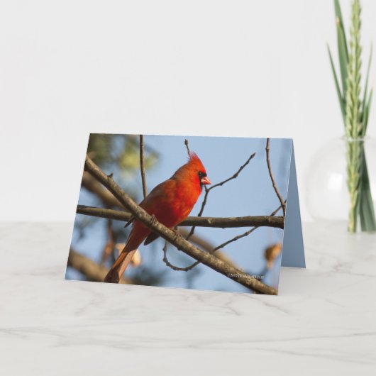 Redboy Watching Karte (Vorderseite)