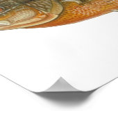 Redbreast Sunfish - Lepomis auritus Poster (Ecke)