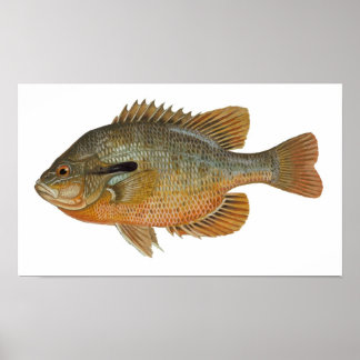 Redbreast Sunfish - Lepomis auritus Poster