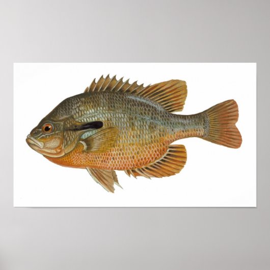 Redbreast Sunfish - Lepomis auritus Poster (Vorne)