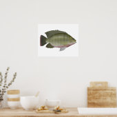 RedbrustTilapia Poster (Küche)