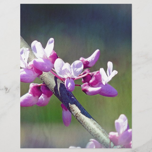 RedBud (Vorderseite)