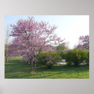 Redbud Baum - El Dorado See Kansas Poster