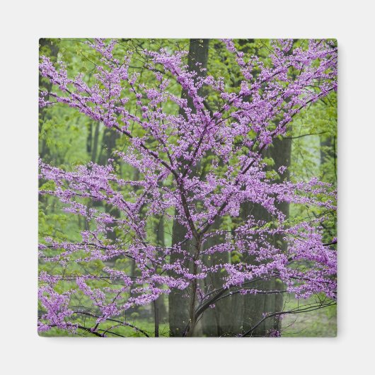 Redbud Bäume in voller Frühjahrsblüte in der Nähe Magnet (Vorne)