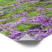 Redbud Bäume in voller Frühjahrsblüte in der Nähe  Poster (Ecke)