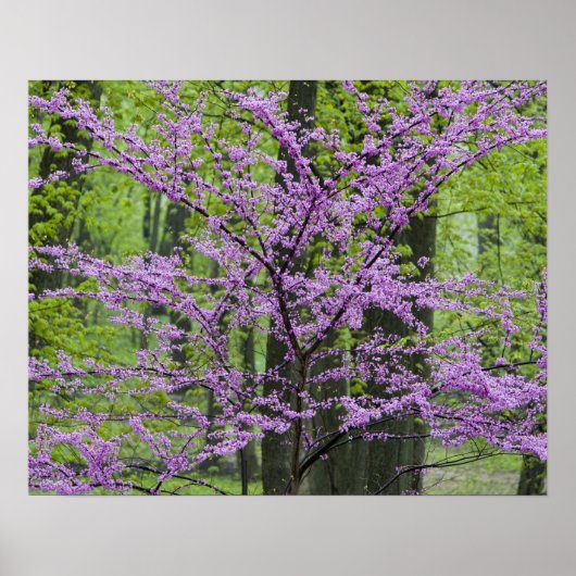 Redbud Bäume in voller Frühjahrsblüte in der Nähe  Poster (Vorne)