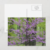 Redbud Bäume in voller Frühjahrsblüte in der Nähe  Postkarte (Vorne/Hinten)
