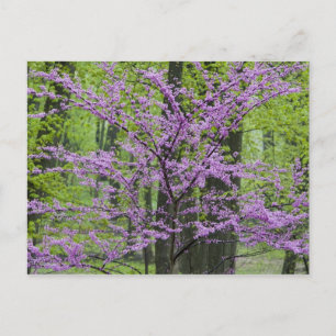 Redbud Bäume in voller Frühjahrsblüte in der Nähe  Postkarte