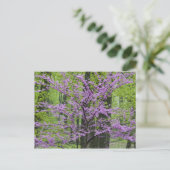 Redbud Bäume in voller Frühjahrsblüte in der Nähe  Postkarte (Stehend Vorderseite)