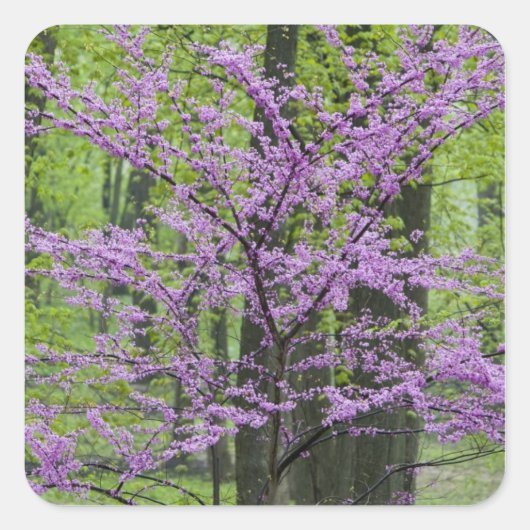 Redbud Bäume in voller Frühjahrsblüte in der Nähe  Quadratischer Aufkleber (Vorderseite)