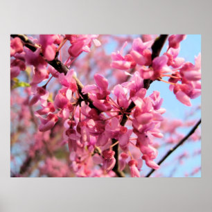 Redbud Blossoms Print Poster