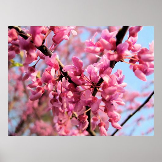 Redbud Blossoms Print Poster (Vorne)