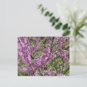Redbud in Vollblut Postkarte (Stehend Vorderseite)