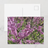 Redbud in Vollblut Postkarte (Vorne/Hinten)