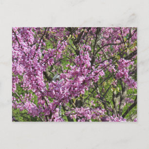 Redbud in Vollblut Postkarte