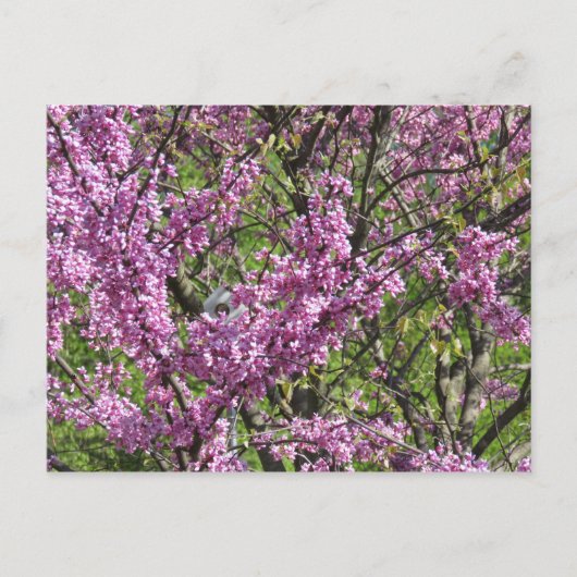 Redbud in Vollblut Postkarte (Vorderseite)
