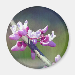 RedBud Magnet