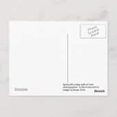 Redbud Missouri Postcard Postkarte (Rückseite)