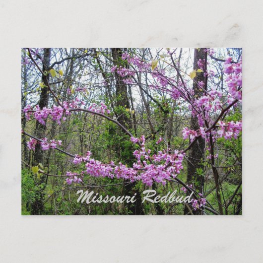 Redbud Missouri Postkarte (Vorderseite)