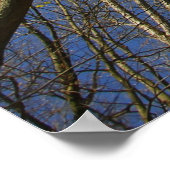 Redbud Tree (Cercis) Blühen im Frühling Poster (Ecke)