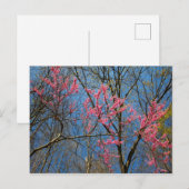 Redbud Tree (Cercis) Blühen im Frühling Postkarte (Vorne/Hinten)