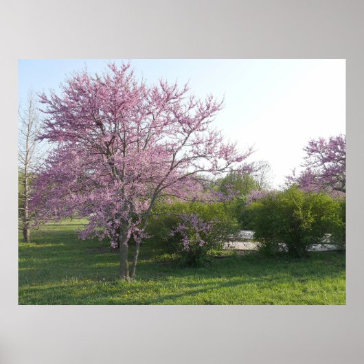 Redbud Tree - El Dorado Lake Kansas Poster (Vorne)