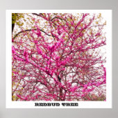 REDBUD TREME POSTER (Vorne)