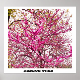 REDBUD TREME POSTER