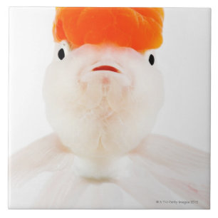 Redcap lionhead Goldfisch (Carassius auratus) Fliese